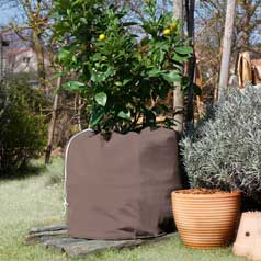 Protection des plantes en pots